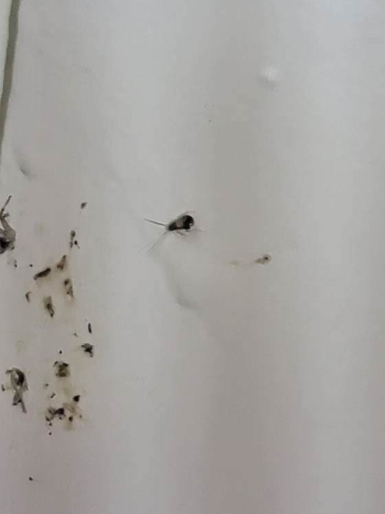 A cockroach on a wall surrounded by droppings and staining, evidence of an infestation treated