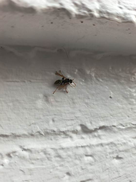 A wasp on a textured stucco wall