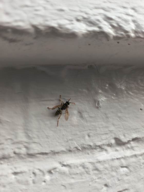 A wasp on a textured stucco wall