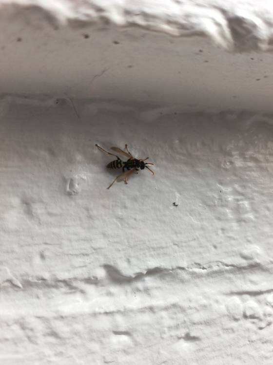 A wasp on a textured stucco wall