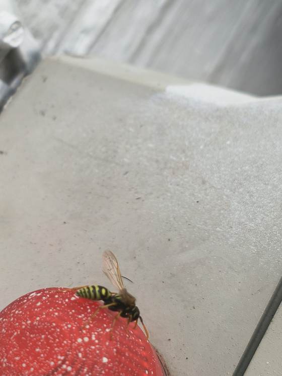A black-and-yellow wasp on a red speckled dome set on a flat gray surface