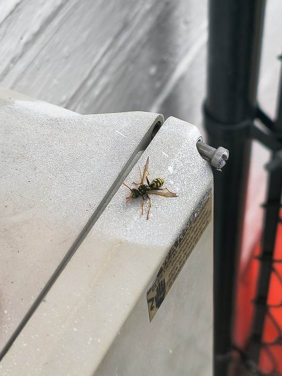 A black-and-yellow wasp on the lid of a gray plastic box outdoors, beside a black post and orange mesh fencing