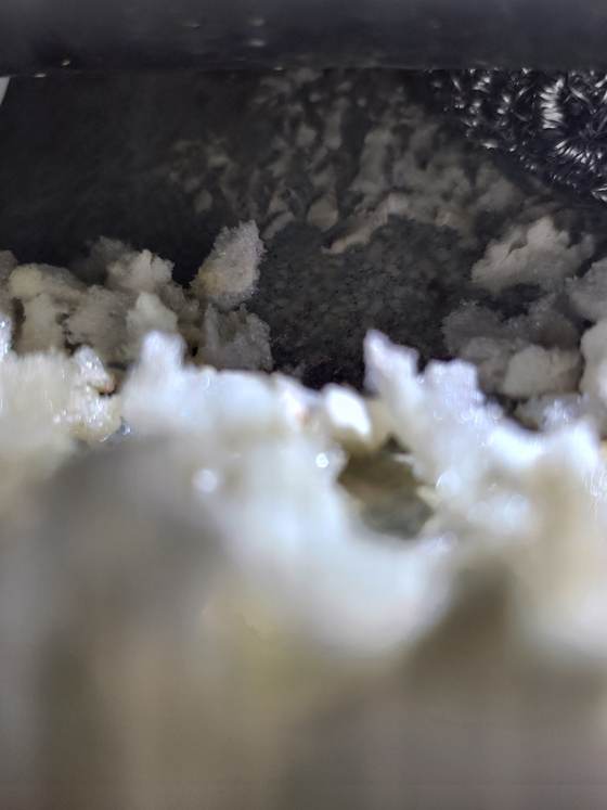 White fungal growth on wood in a crawlspace