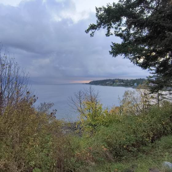 A waterfront view of a bay framed by trees under a cloudy sky in the Pacific Northwest