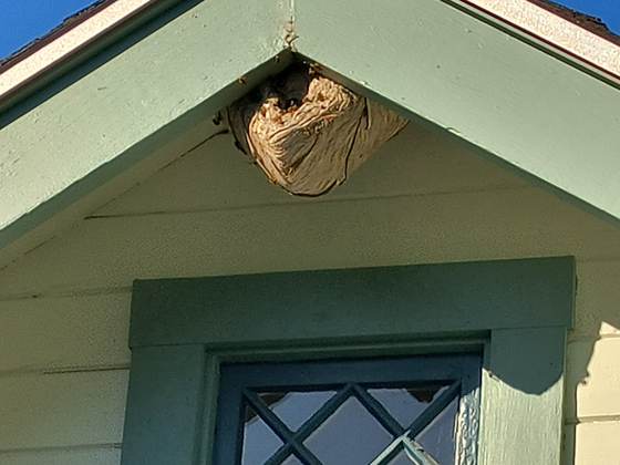 A closer view of the same gray wasp nest tucked into the gable peak, under the rake boards above a diamond-paned window