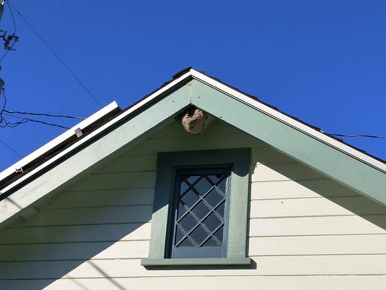 A gray paper yellowjacket nest tucked into the angle of a gable peak, directly above a diamond-paned attic window