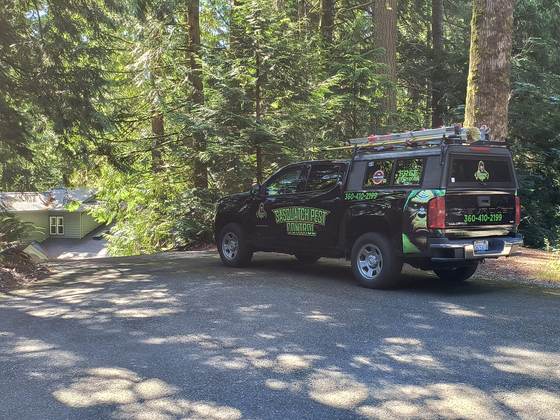 A wrapped pickup with a canopy and ladder rack on a shaded driveway among tall evergreens, a small green building behind