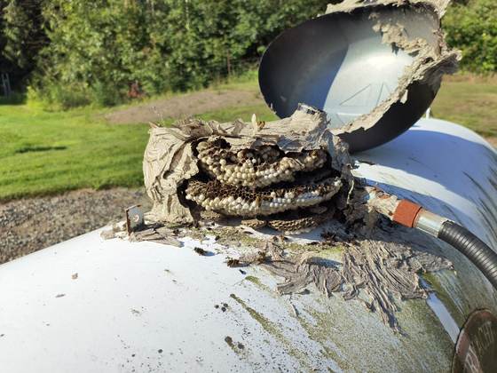 A hornet nest opened to reveal the paper comb and larvae during removal