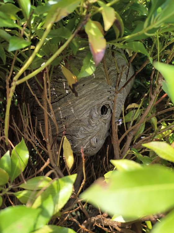 A hornet nest built in a backyard bush
