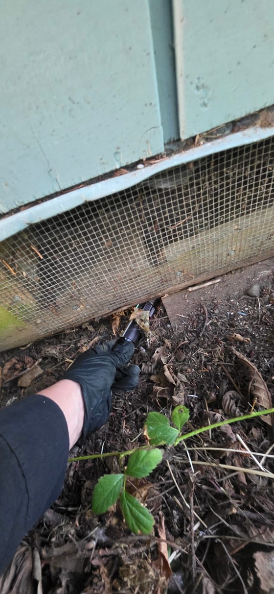 A gloved hand pushing a flashlight into the gap under a foundation vent screen, showing how far the opening runs