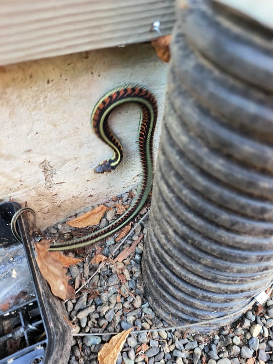 A striped garter snake, black with yellow-green stripes and orange flecks, sliding along a concrete foundation beside a drain pipe