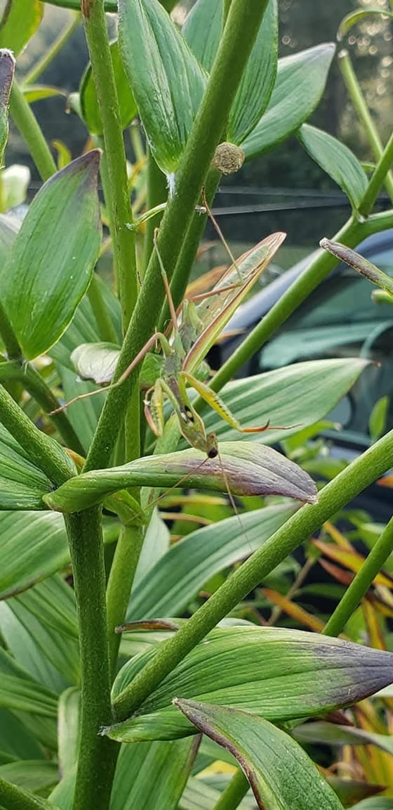 A green praying mantis perched among the stems and leaves of a garden plant