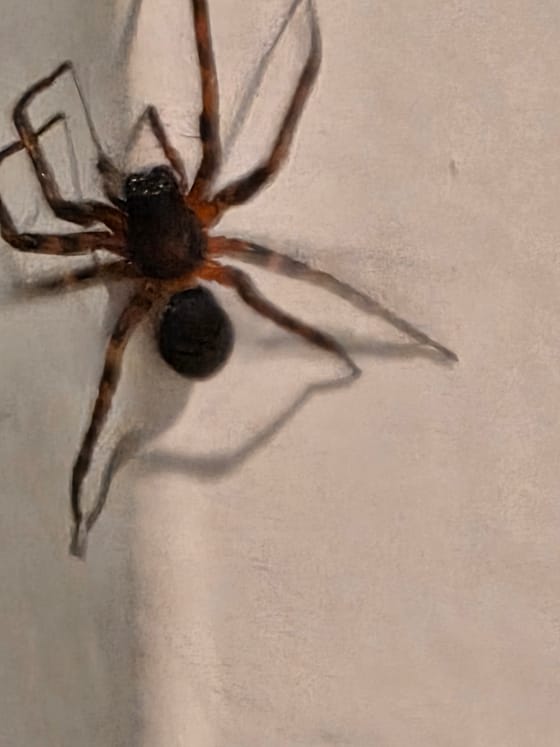 A large brown spider with banded legs on a pale interior wall, its shadow cast beside it