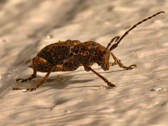 A mottled brown beetle with long segmented antennae, photographed close up from the side on a pale surface