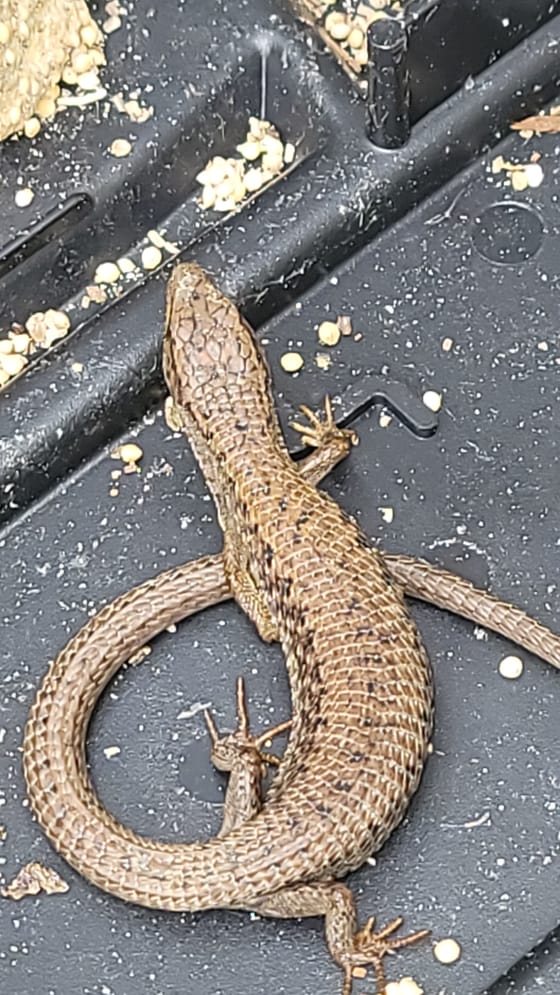 A northern alligator lizard, brown with dark flecks and a long curled tail, on a black plastic surface scattered with seed