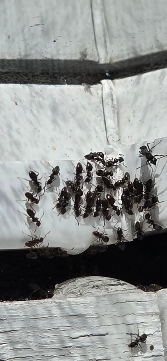 A cluster of small dark odorous house ants feeding on a drop of gel bait on white painted siding
