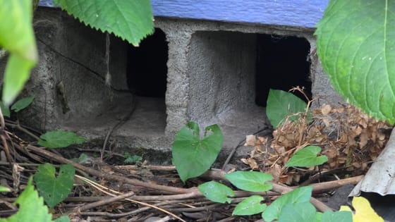 Two cinder block foundation vent openings with no screens at all, half hidden by hydrangea leaves and bindweed