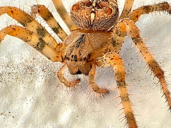 A macro photograph of a tan, bristly orb-weaving spider, its eyes, fangs and spined banded legs in sharp focus