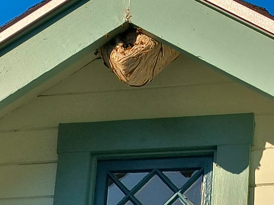 A tan paper nest built into the peak of a garage gable, above a diamond-paned window