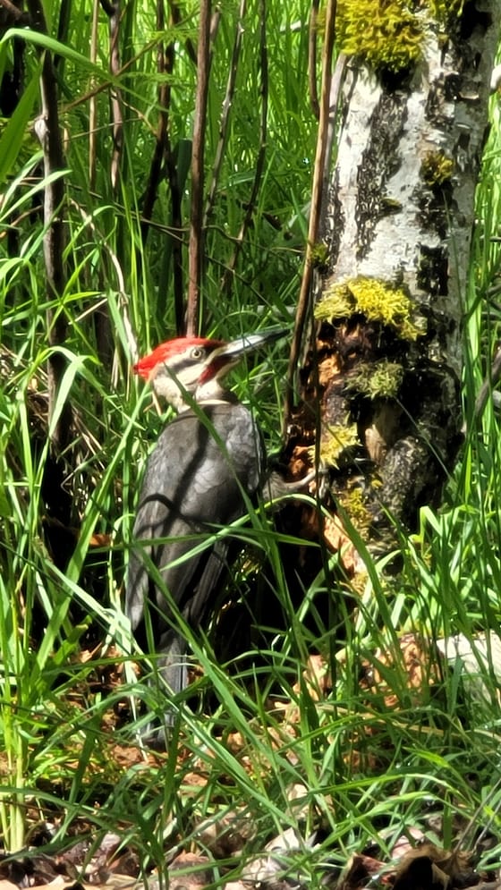 A pileated woodpecker with a red crest and black-and-white face working a moss-covered rotting stump in tall grass
