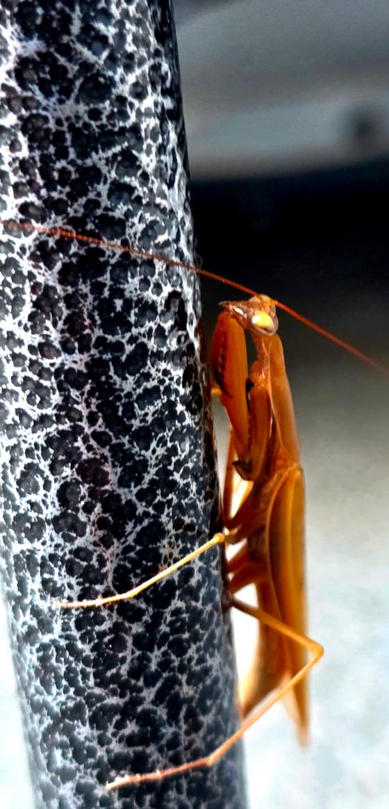 A tan praying mantis clinging to a black-and-white textured post, its folded forelegs and long antenna in sharp focus