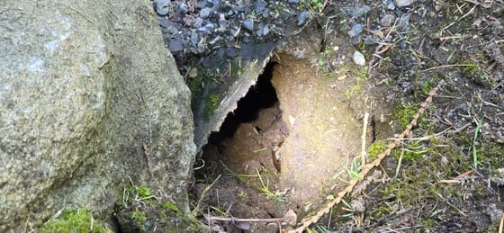 A rodent burrow dug under the cracked edge of a concrete slab beside a large rock, loose soil at the entrance