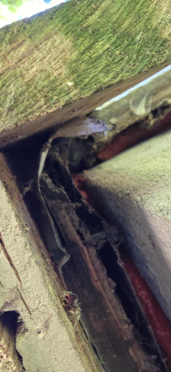 Looking up into an open gap behind the corner trim of a house, where the siding and wrap have pulled away, a rodent entry point