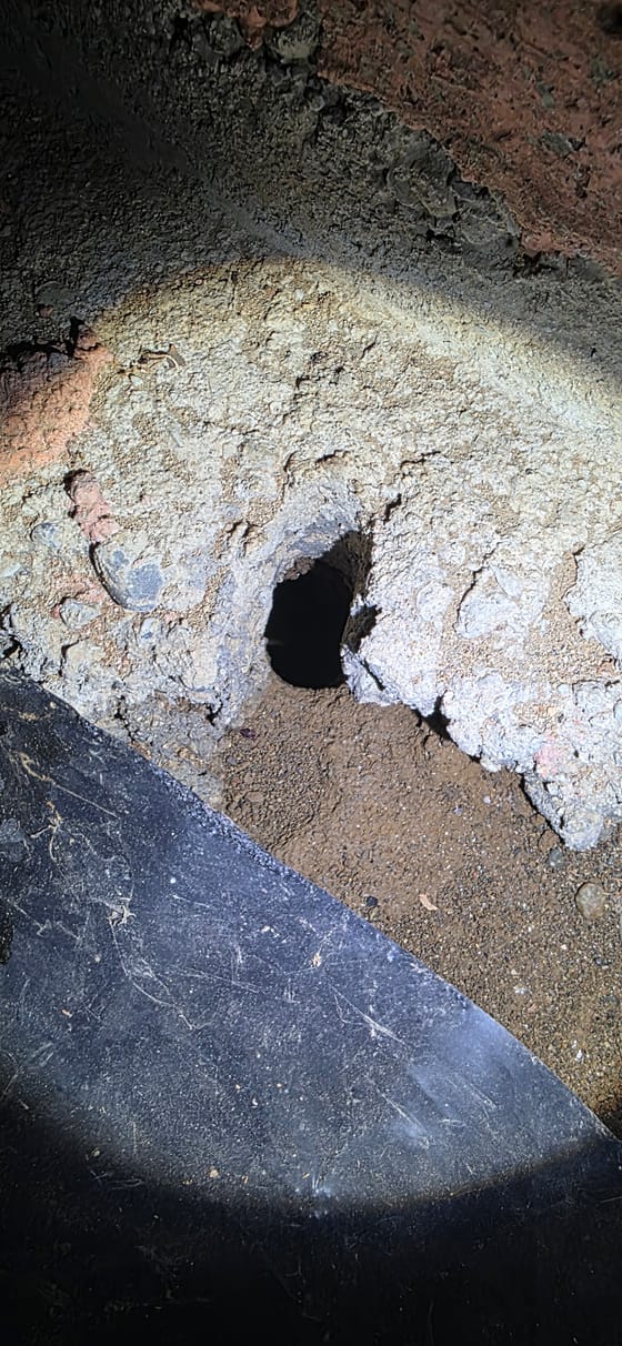A rodent tunnel opening through broken concrete at the edge of a slab, lit by flashlight, with fresh soil pushed out below