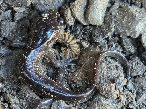 A dark glossy salamander curled in damp soil beside a hairy caterpillar