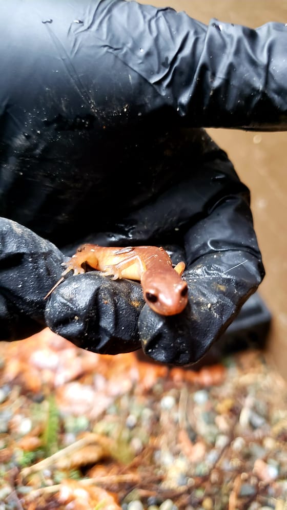 A small orange-brown salamander resting on a black gloved hand, found on a job
