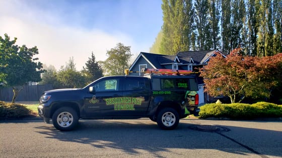 The wrapped Chevrolet Colorado parked on a street on a foggy morning, tall poplars and a red maple behind