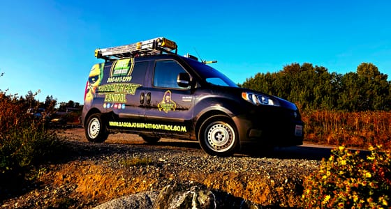 The wrapped van with its ladder rack on a gravel road, shot low among yellow wildflowers under a deep blue sky