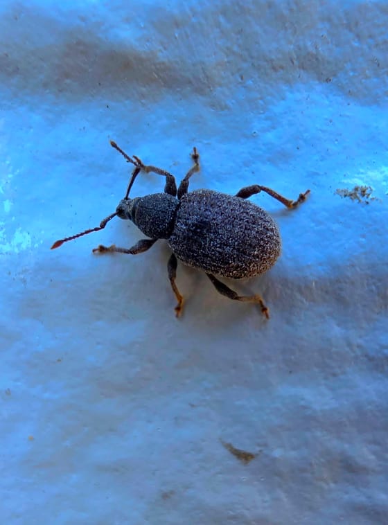 A small dark, scaly beetle with a short snout and elbowed antennae on a white surface