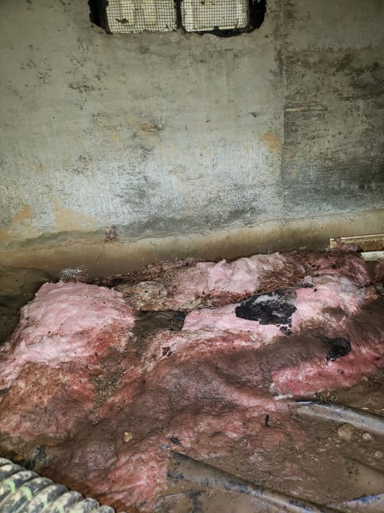 Pink insulation that has fallen onto a crawlspace floor, soaked and soiled, below a stained concrete wall and a vent