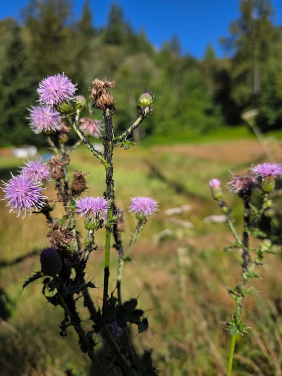 Thatching ants tending black aphids on the stems of a pink-flowered thistle at the edge of a field