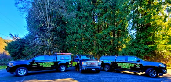Three wrapped service trucks parked nose to tail in front of tall cedars under a clear blue sky