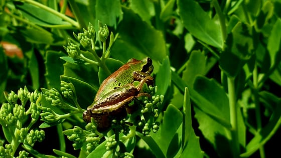 A small green-and-brown tree frog sitting among the flower buds of a sedum in bright sun