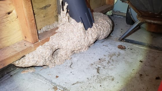 Close view of the same yellowjacket nest, its swirled tan paper grown around a gray pipe and spreading across the concrete floor of a shed