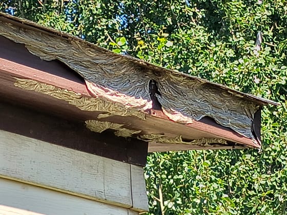 Gray yellowjacket nest paper filling the gap between a gutter and the fascia board along a roof edge