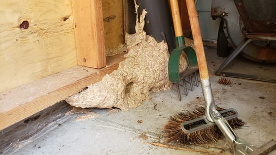 A huge swirled yellowjacket nest built along the floor of a shed wall, grown up around a stored pipe and pressed against garden tools
