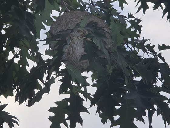 A large gray paper yellowjacket nest hanging among the leaves of an oak tree against a pale sky