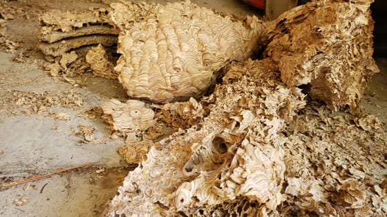 The yellowjacket nest taken apart on a shed floor after removal, its layered paper envelope and stacked combs broken open