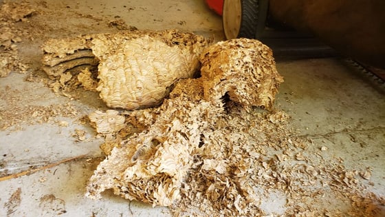A yellowjacket nest torn out of a shed wall and lying in pieces on the floor, its layered gray-tan paper envelope broken open