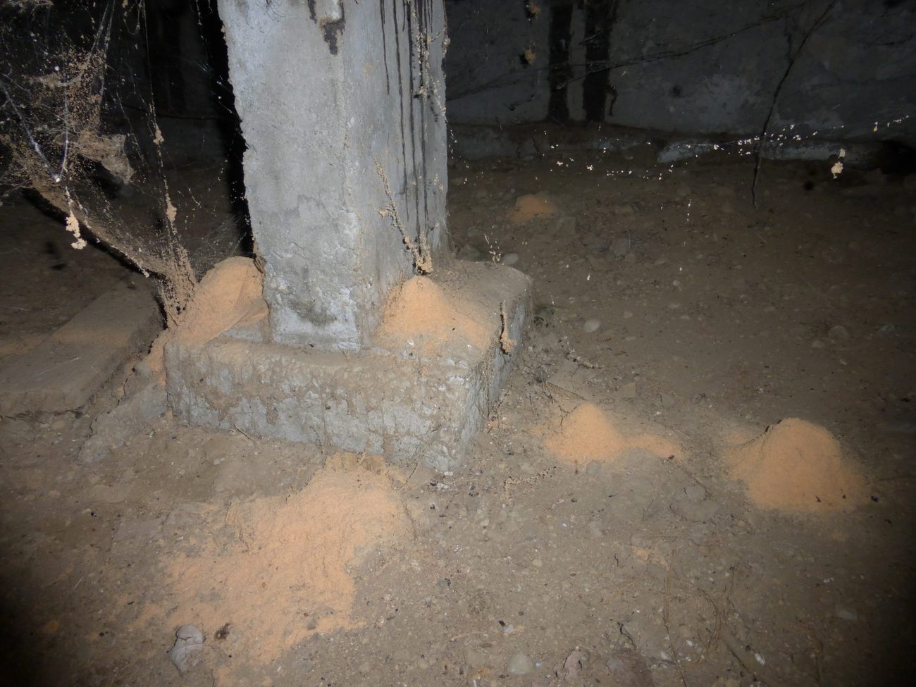Several cones of pale powdery frass fallen on a crawlspace floor around the base of a concrete pier