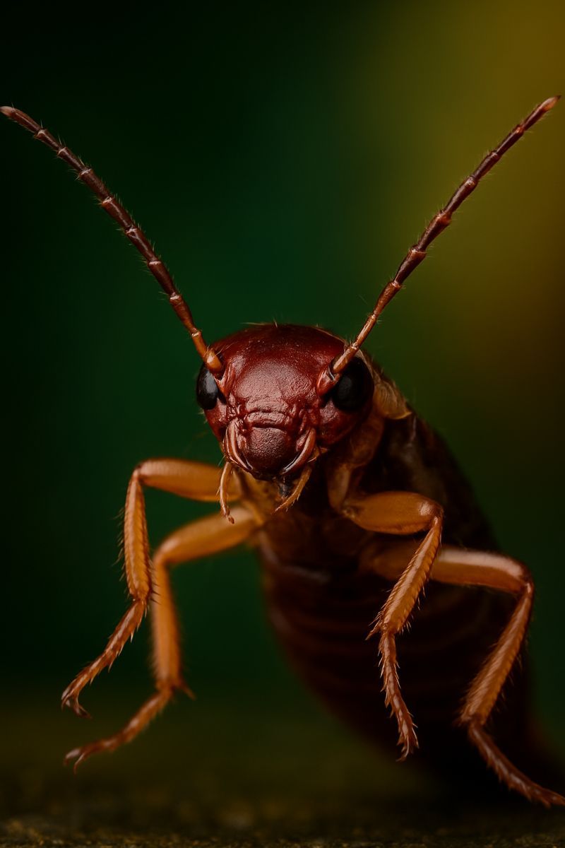 An earwig photographed close up on a dark surface, its rear forceps and long antennae clearly visible