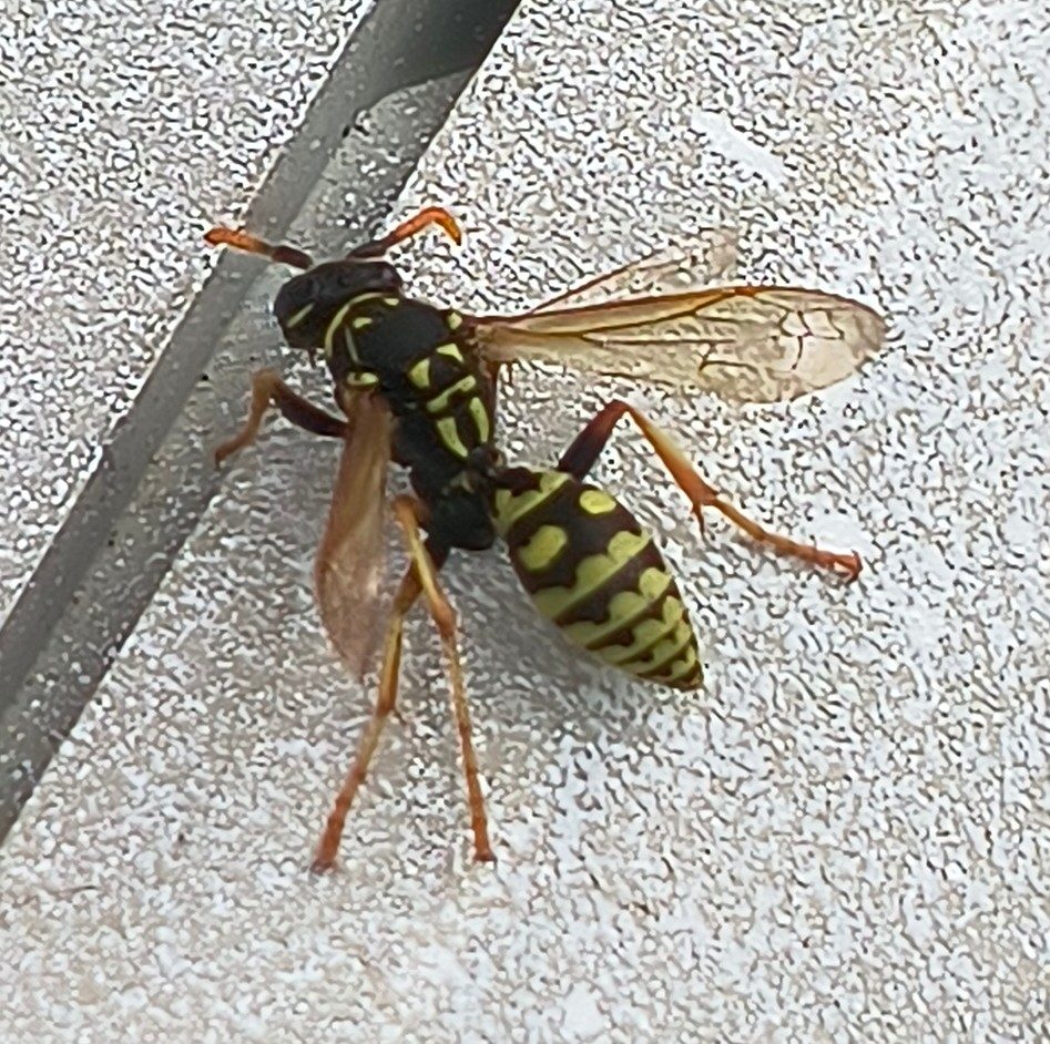 A yellow and black wasp photographed close up on rough concrete, its long rear legs trailing behind it