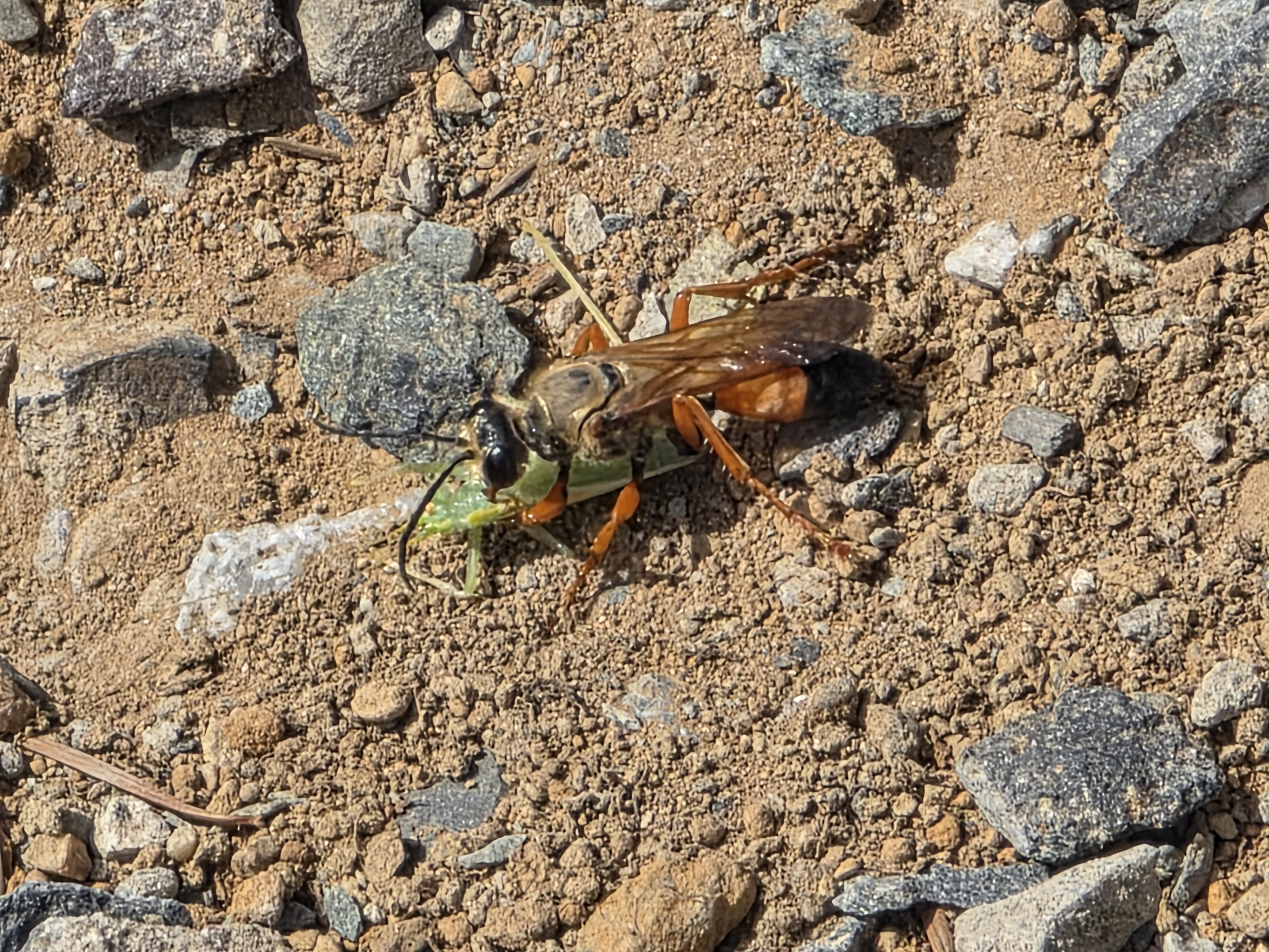 A large wasp with rust-orange legs and a dark-tipped orange abdomen standing on dry gravelly soil, gripping a bright green katydid or cricket beneath its body