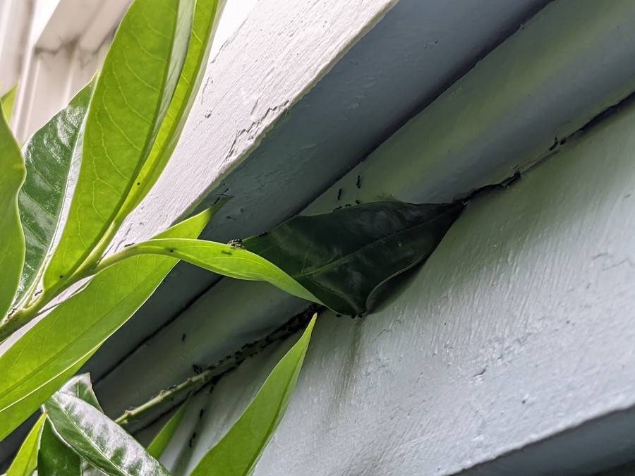 A line of very small dark ants running along the edge of a leaf that is touching painted lap siding