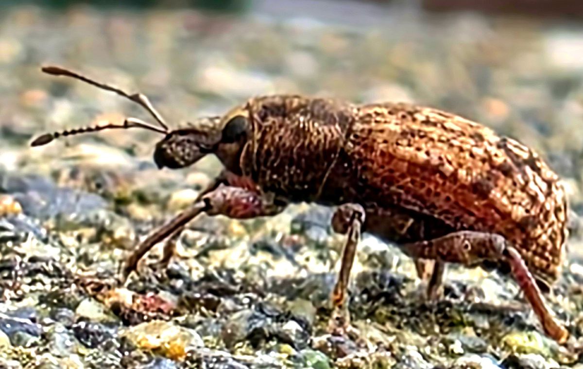 A weevil on gravel photographed close up, its long snout and clubbed antennae clearly visible