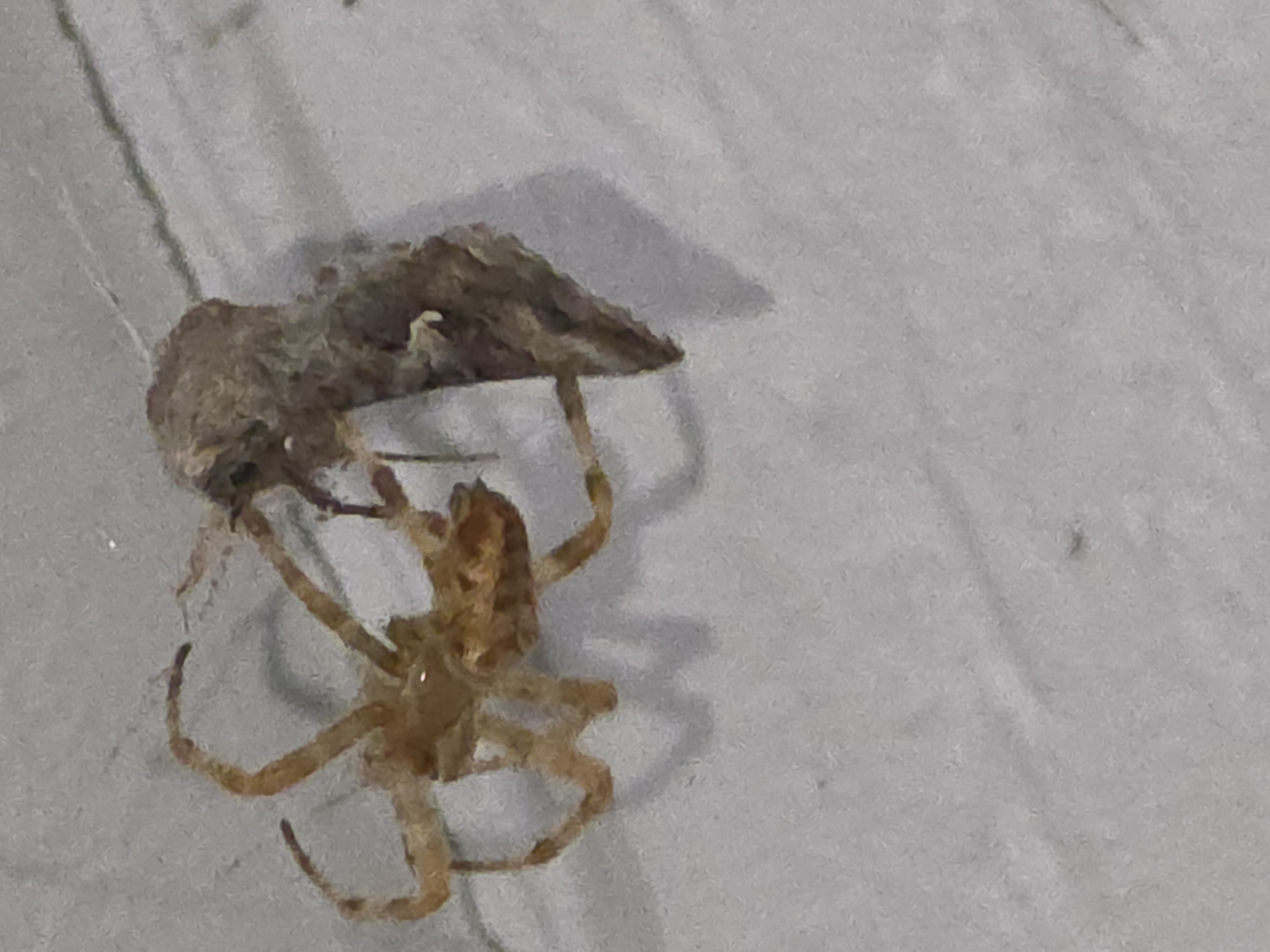 A small pale straw-colored spider on a smooth gray surface, gripping a brown moth larger than its own body, with no web around either of them